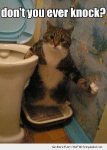 funny-shocked-surprised-cat-bath-room-toilet-dont-ever-knock-pics