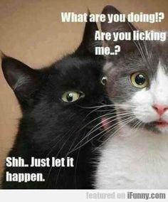 ea3158d33c42b8e1c834fd32f39b9ad6