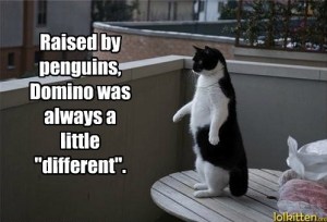 funny-cat-pictures-lolcats-raised-by-penguins